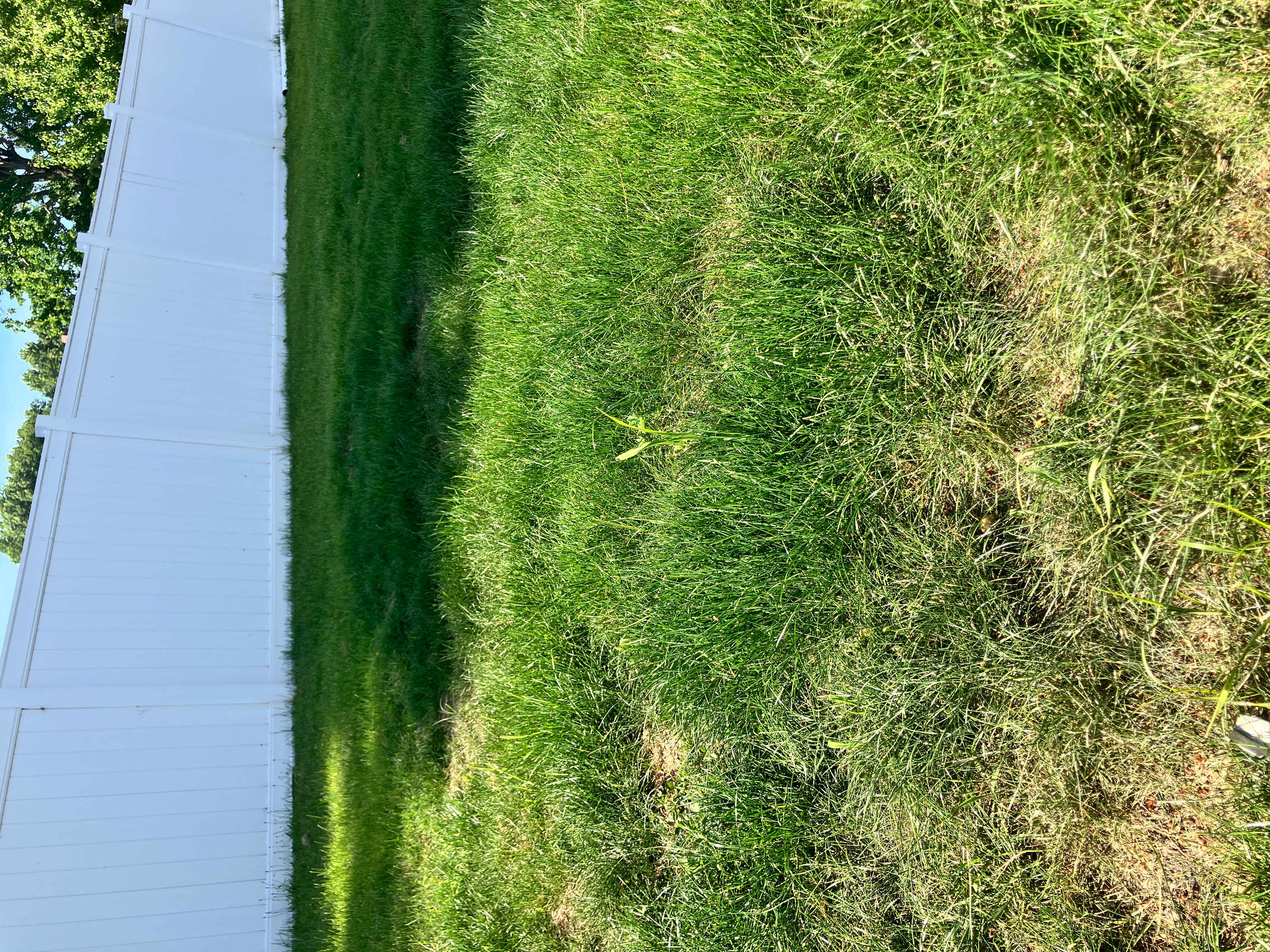 Overgrown lawn before professional mowing, trimming, and edging service in Montgomery County, PA